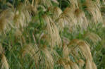 Miscanthus nepalensis - Ornamental reed grass